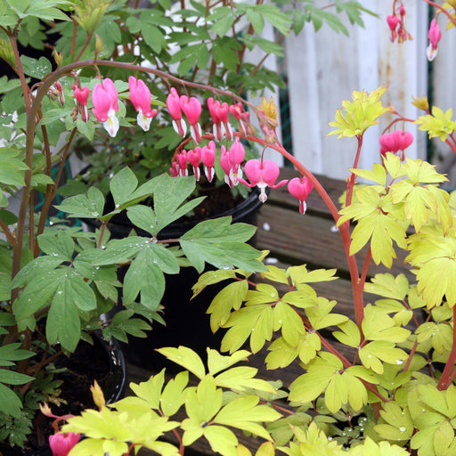 Bleeding Heart, Gold Heart Bleeding Heart