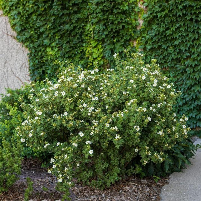 Cinquefoil, First Editions® Creme Brulee™ Potentilla