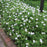 Cranesbill, White Bloody Cranesbill