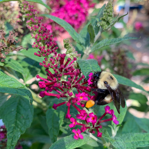 Butterfly Bush, Miss Molly Butterfly Bush