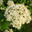 Viburnum, Opening Day™ Doublefile Viburnum (plicatum Opening Day™ 'PIIvib-II')