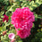Rose, Sophy's Rose
