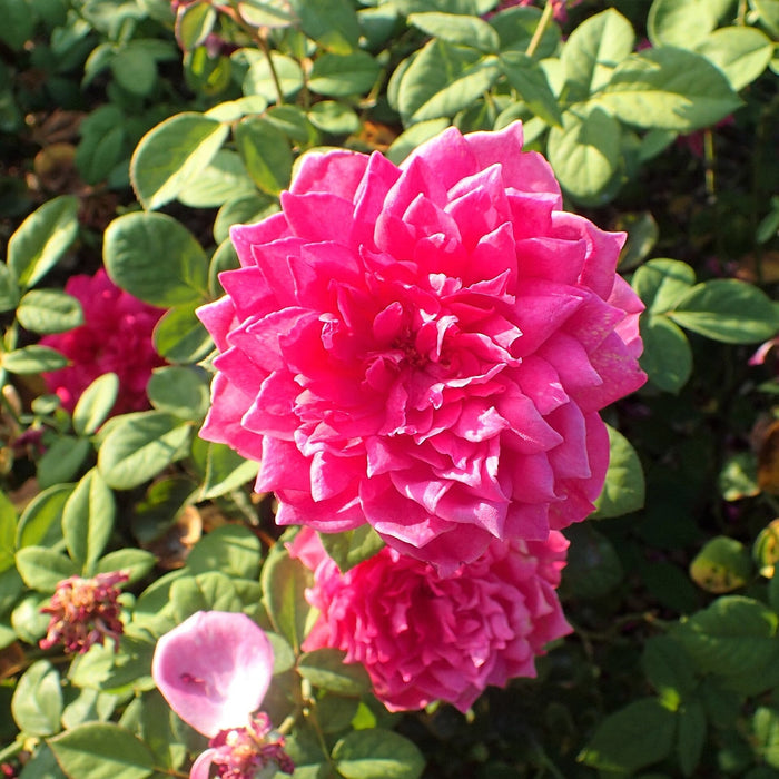 Rose, Sophy's Rose