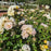 Rose, Popcorn Drift® Rose