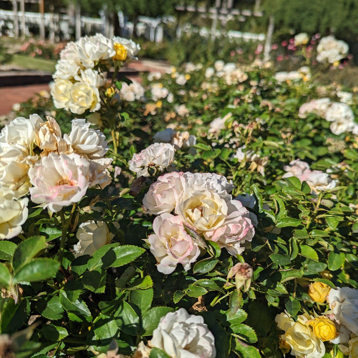 Rose, Popcorn Drift® Rose