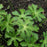 Cranesbill, Wild Cranesbill