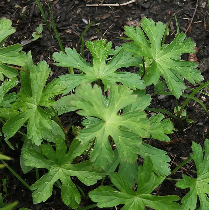 Cranesbill, Wild Cranesbill