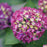 Hydrangea, Wee Bit Giddy® Hydrangea