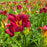 Daylily, Prairie Wildfire Daylily