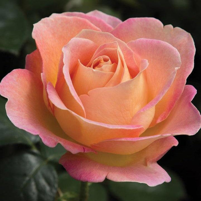 Rose, Elle® Rose