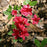 Azalea, Bixby Azalea