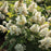 Hydrangea, Autumn Reprise™ Hydrangea