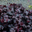 Coral Bells, Obsidian Coral Bells