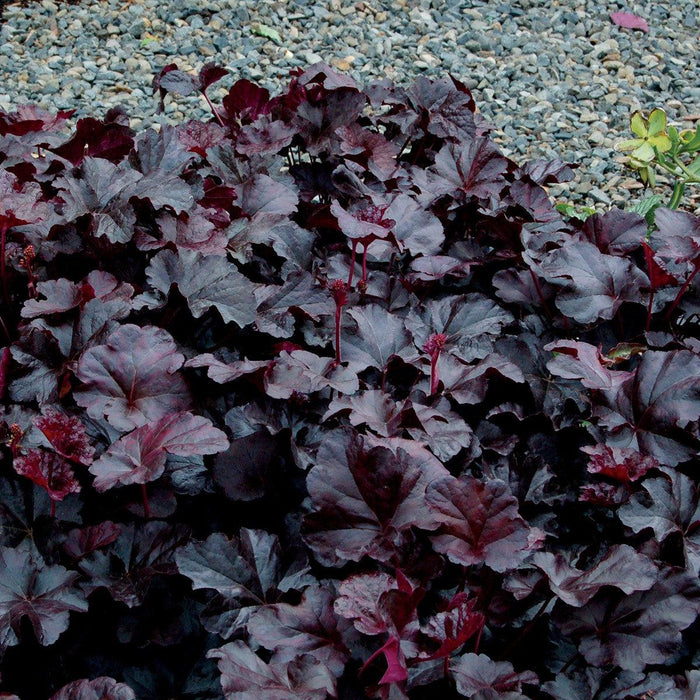 Coral Bells, Obsidian Coral Bells