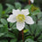 Hellebore, HGC® Jacob Christmas Rose
