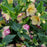 Hellebore, Honeymoon® Tropical Sunset Lenten Rose