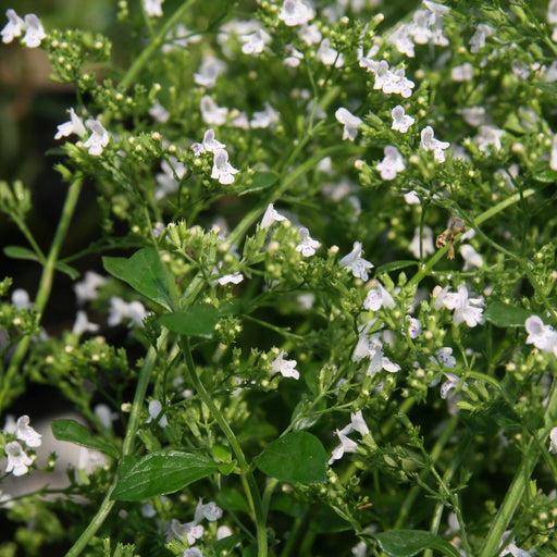 Catmint, White Cloud