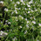 Catmint, White Cloud