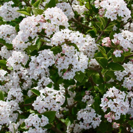 Viburnum, Sugar N' Spice™ Korean Spice Viburnum