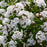 Viburnum, Sugar N' Spice™ Korean Spice Viburnum