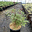 Astilbe, Fanal Astilbe