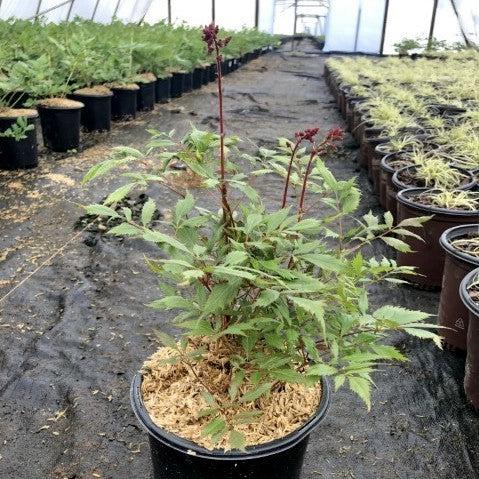 Astilbe, Fanal Astilbe