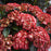 Hydrangea macrophylla 'Hokomabebos’  - Bloomin' Easy® Kimono Hydrangea