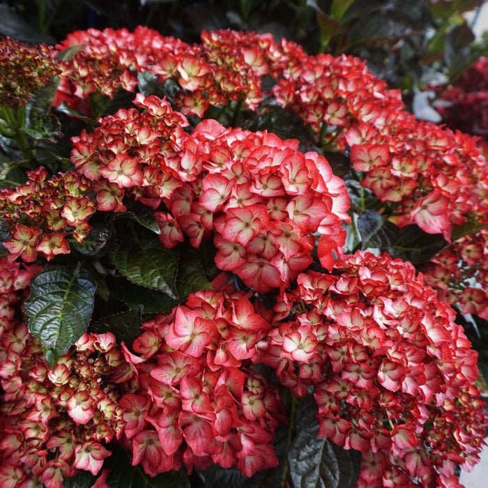 Hydrangea macrophylla 'Hokomabebos’  - Bloomin' Easy® Kimono Hydrangea