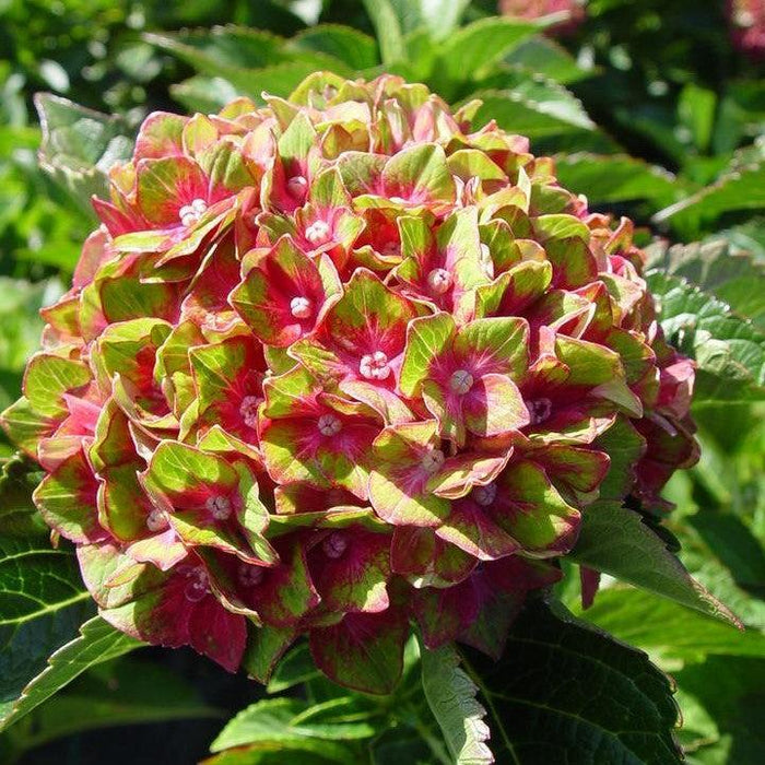 Hydrangea, Next Generation® Pistachio Hydrangea