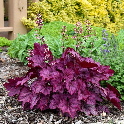 Coral Bells, Primo® Wild Rose Heuchera