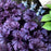 Coral Bells, Forever® Purple Coral Bells