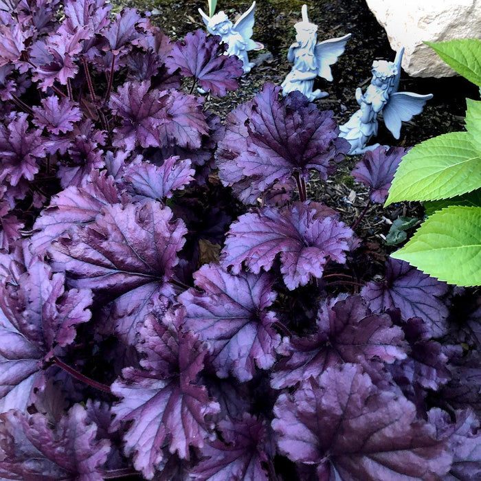 Coral Bells, Forever® Purple Coral Bells