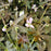 Cranesbill, Espresso Wild Cranesbill