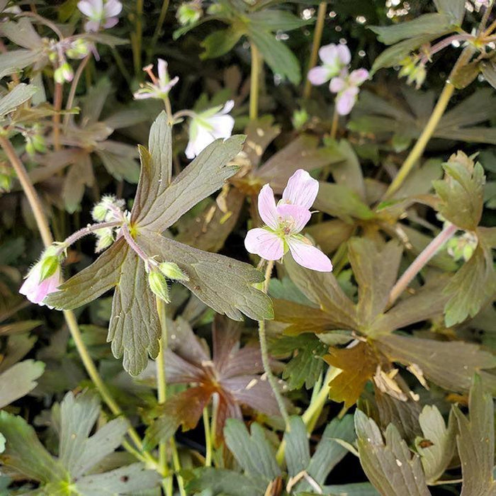Cranesbill, Espresso Wild Cranesbill
