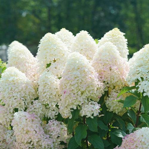 Hydrangea, Quick Fire Fab® Hydrangea