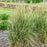 Grass, Perfect Edging Tall Fescue