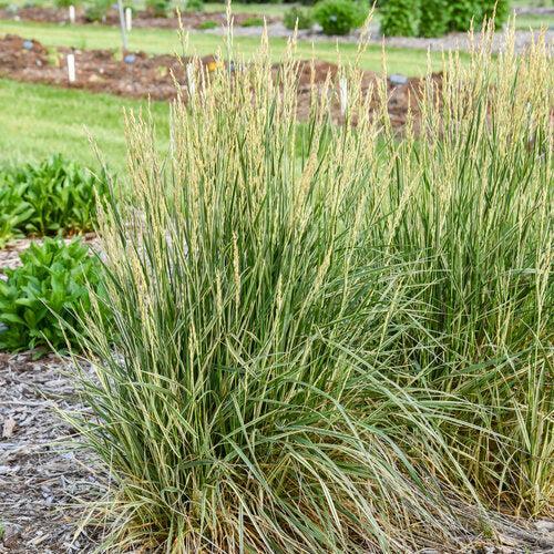 Grass, Perfect Edging Tall Fescue