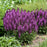 Salvia nemorosa ‘Pink Profusion’  - Pink Profusion Meadow Sage