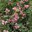 Coralberry, First Editions® Candy™ Coralberry