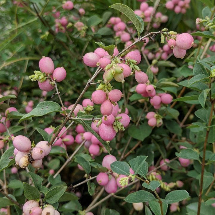 Coralberry, First Editions® Candy™ Coralberry