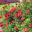 Rose, Flower Carpet® Scarlet Rose