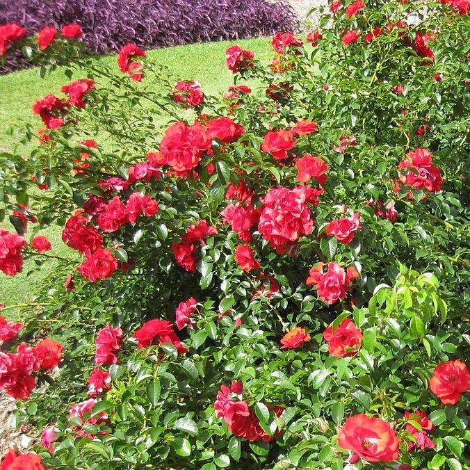 Rose, Flower Carpet® Scarlet Rose