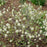 Fothergilla, Legend of the Small Fothergilla