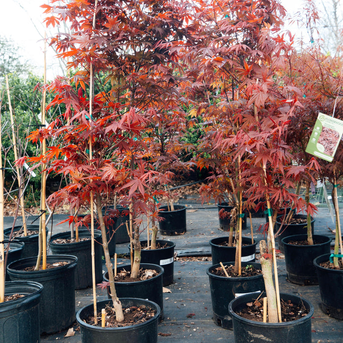 Maple, Tamukeyama Japanese Maple