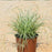 Sedge, Evercolor® Everest Variegated Sedge