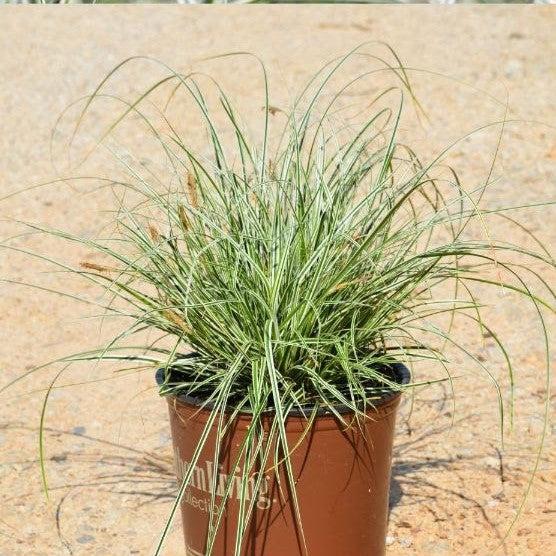 Sedge, Evercolor® Everest Variegated Sedge