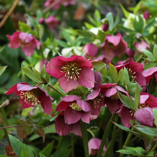 Hellebore, Frostkiss® Anna's Red Lenten Rose
