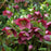 Hellebore, Frostkiss® Anna's Red Lenten Rose
