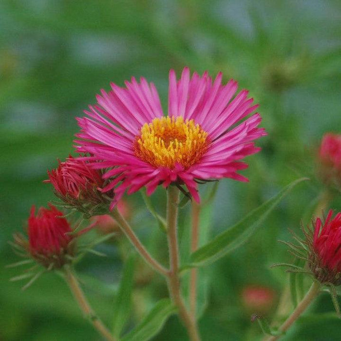Aster, Alma Potchke New England Aster