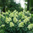Hydrangea, Proven Winners® Limelight Prime® Hydrangea